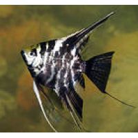 Рыбка Скалярия мраморная